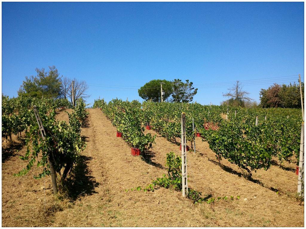 Agriturismo San Giusto Montiano  Extérieur photo
